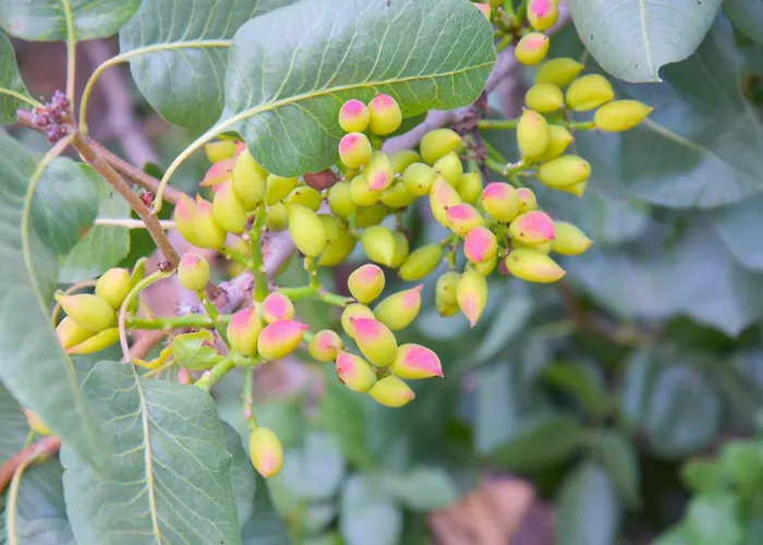 Petradi & Lejlighed Aegiali