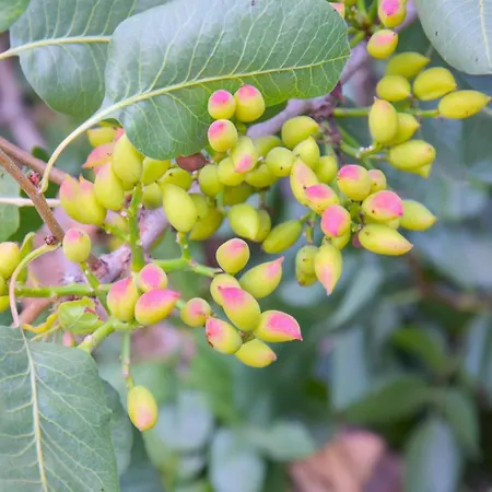 Petradi Studios&villa Appartamento Aegiali